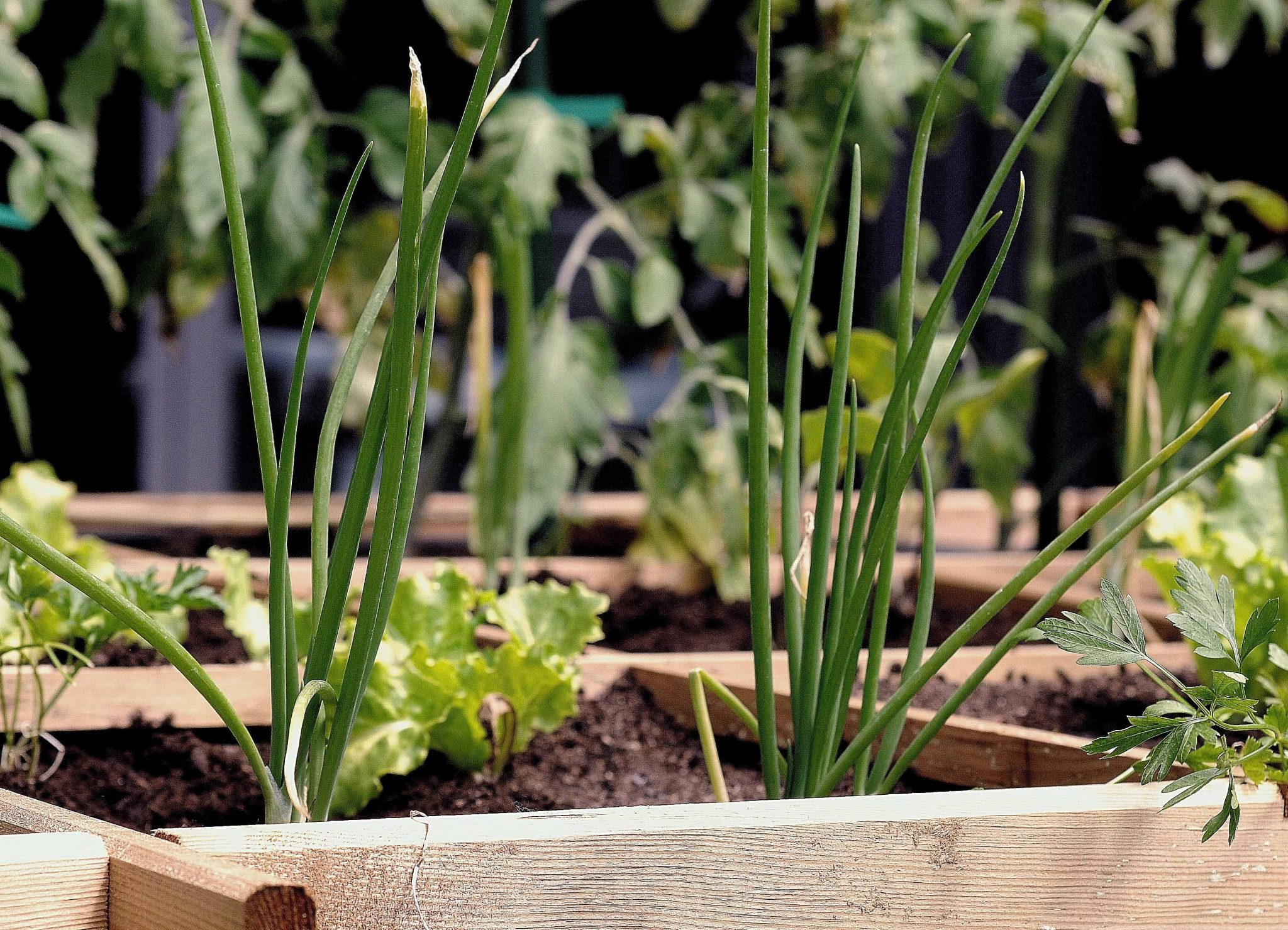 It’s time to get into the garden!